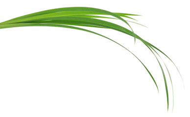 Fototapeta premium Curved Green Plant Leaves on White Background