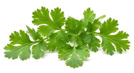 Vibrant Cilantro Sprig: Fresh Herb Photography