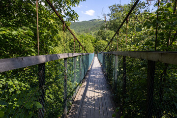 Obraz premium Suspension bridge in the forest — a narrow wooden pathway with railings and wire mesh, stretching across lush green trees.