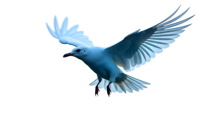 Obraz premium single bird flying isolated on white background 