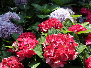 Red hydrangea in bloom
