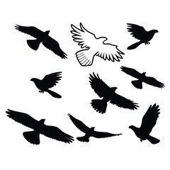 A set of black vector silhouettes of various flying birds like eagles