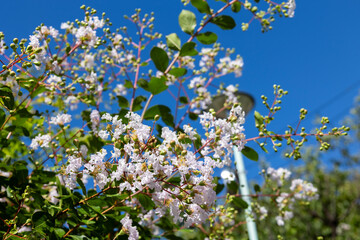 薄ピンク色のサルスベリの花