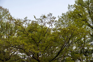 Fresh green leaves of Chinese ash trees in spring, traditional Chinese garden, blue sky