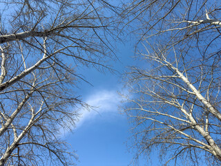 Tall birch trees with white bark and bare branches against blue sky in spring, low angle view.