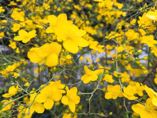 Obraz premium Japanese Kerria blooming shrub, vivid yellow, five petal flowers and green leaves background, closeup. Chinese garden in Spring