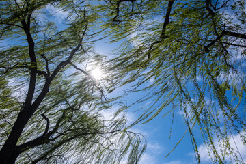 Weeping willow tree with fresh green spring leaves. Long branches draping downwards, blue cloudy sky