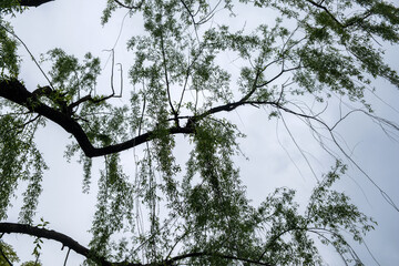 Weeping willow tree with fresh green spring leaves. Long branches draping downwards, cloudy sky