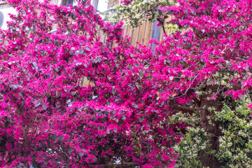 Chinese fringe flower shrub background, Loropetalum ornamental plant blooming in Spring