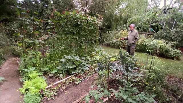 Senior man watering with hose pipe runner beans and courgettes in kitchen garden