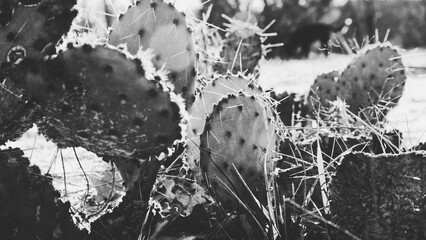 Rustic style image of prickly pear cactus closeup in black and white. © ccestep8