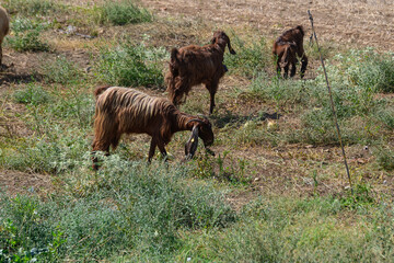 Herd of Cyprus Goats Grazing on Dry Grassland in Summer Heat