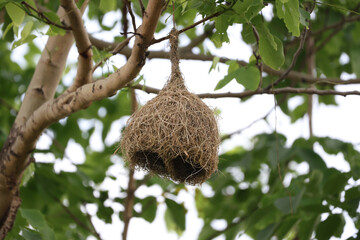 Close up nest bird from leaf dry in nature garden on tree