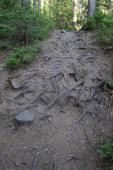A rugged forest trail covered with exposed tree roots and scattered rocks winds through dense greenery, creating a natural but challenging hiking path