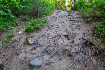 A rugged forest trail covered with exposed tree roots and scattered rocks winds through dense greenery, creating a natural but challenging hiking path