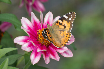 Painted Lady (Vanessa Cardui) Butterfly perched on pink flower in Zurich, Switzerland