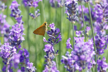 Large Skipper butterfly (Ochlodes sylvanus) perched on lavender plant in Zurich, Switzerland