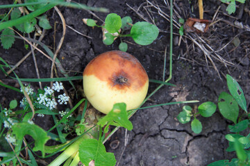 A single rotten apple lies on the ground surrounded by green grass and small white flowers