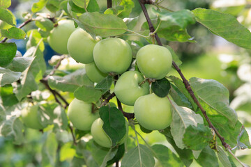 Green apples grow on a tree branch surrounded by lush green leaves