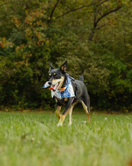 Pet dog running through grass during fall walk.