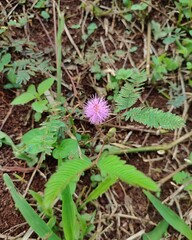 A pink flower of Mimosa pudica, commonly known as the sensitive plant, touch-me-not, or sleepy plant.