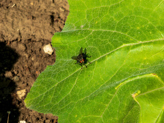 A macro shot of a common housefly on a vibrant green leaf