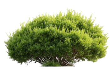 Dense, vibrant green shrub with yellow highlights