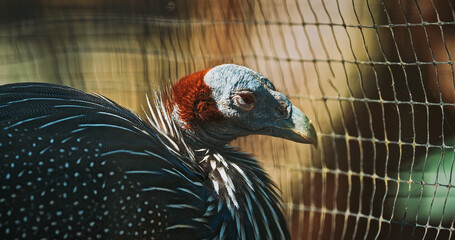 The vulturine guinea fowl - Acryllium vulturinum - is the largest extant species of guinea fowl....