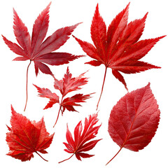 Close-up of vibrant red autumn leaves