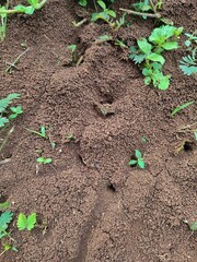 An ant nest an anthill, which is a visible sign of an underground ant colony.