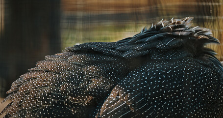 The vulturine guinea fowl - Acryllium vulturinum - is the largest extant species of guinea fowl....