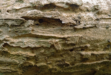 Brown tree trunk texture background