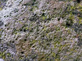 Lichen on the stone texture background