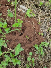 An ant nest an anthill, which is a visible sign of an underground ant colony.