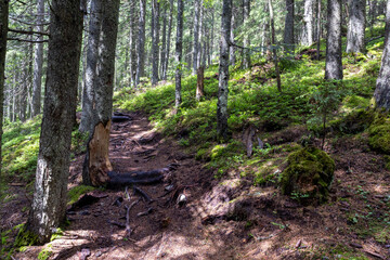 Rocky hillside in a dense green forest with sunlight filtering through the trees. Moss, shrubs, and natural vegetation create a wild and untouched landscape
