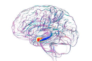 Human brain with highlighted amygdala and hippocampus, 3D illustration.