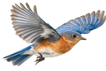 A bluebird in flight against a transparent background