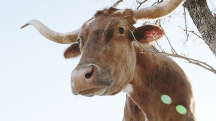 Curious Texas longhorn cow closeup looking at camera on farm.