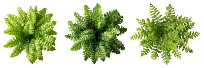 Three vibrant, detailed fern plants