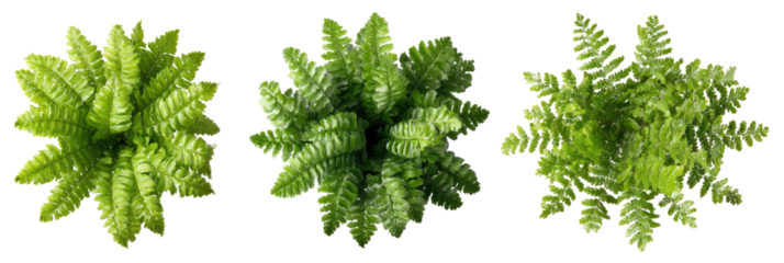 Three vibrant, detailed fern plants