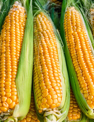 Beautiful Fresh Sweet Corn on the Cob. High-Resolution Image Perfect for Wallpapers, Social Media, Digital Marketing, and Culinary Promotions. Natural Background 