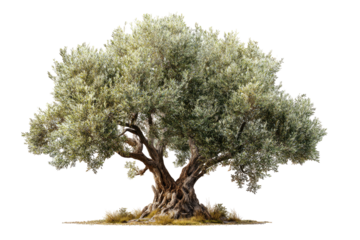 Mature olive tree, full frame (1)