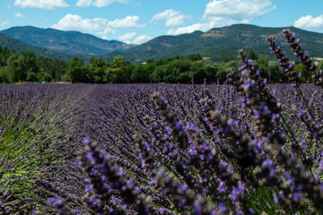 Lavender fields of Provence in summer