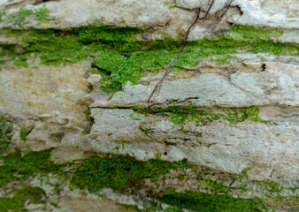 Fototapeta premium Mossy tree bark texture background