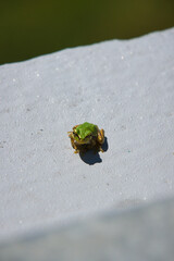 壁に張り付く小さな可愛いアマガエル