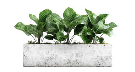 Concrete planter filled with lush green plants