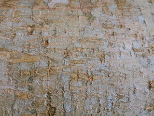 Close up tree bark texture background