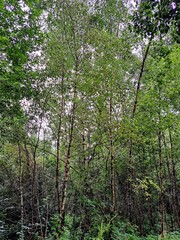 Obraz premium Birch trees. Dense green thickets of a wild forest in overcast cloudy weather.