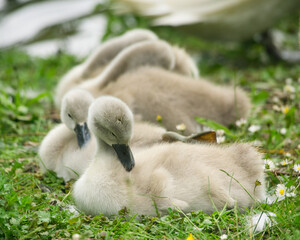 Peaceful fluffy baby swans sleeping together cuddled up