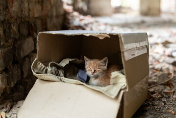 Kitten sleeping in a cardboard box in an abandoned building. A ginger kitten, abandoned in a deserted place, in ruins, lies in a box, needing help